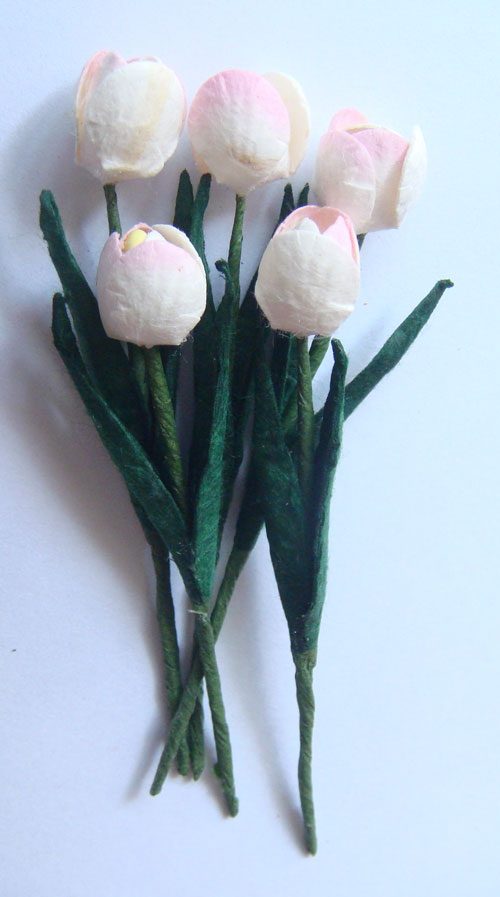 Tulips - White with Pink tips