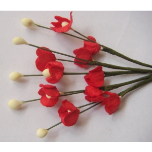 CAMR205_2