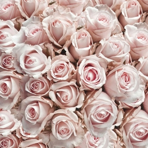 German Decoupage Napkins (5 pcs) - Pastel Roses