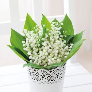 German Decoupage Napkins (5 pcs) - Bunch of Lily