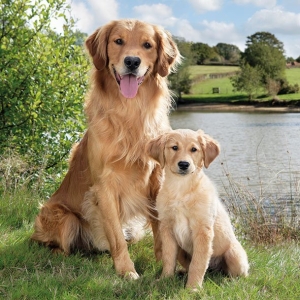 German Decoupage Napkins (5 pcs) - Golden Retriever (Dogs)