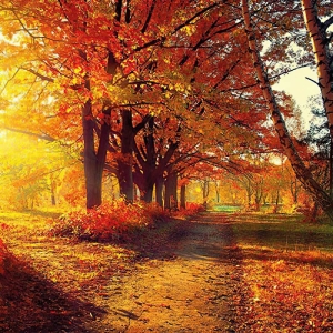 German Decoupage Napkins (5 pcs) - Autumn Park