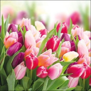 German Decoupage Napkins (5 pcs) - Glorious Tulips